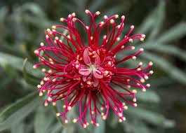FIORI CALIFORNIANI E AUSTRALIANI