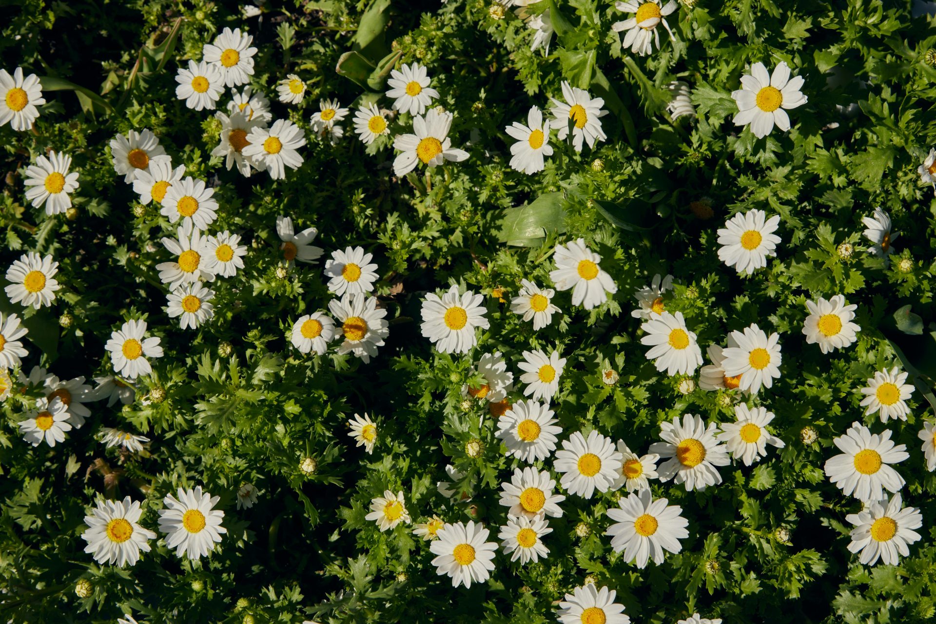 Floriterapia e MTC Triennale